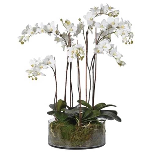 Orchid in Cylindrical Bowl